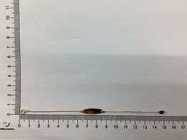 esclava oro 18k 